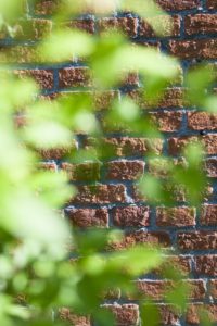 Old red brick wall, leaves in the foreground, blur, Old red brick wall, leaves in the foreground, blur,